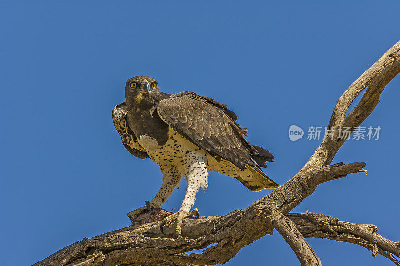 军鹰(Polemaetus bellicosus)是一种大型鹰，生活在撒哈拉以南非洲的开放和半开放栖息地。肯尼亚桑布鲁国家保护区。